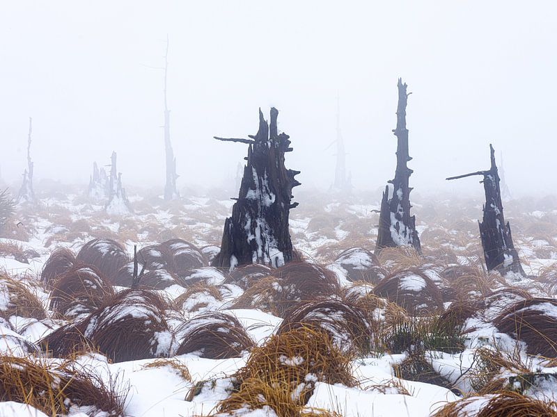 The landscape of the &quot;Dead Trees by Eddy Westdijk