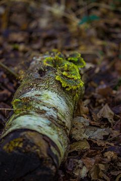 Kleine boomstronk met groen schors van Mfixfotografie