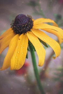 Gele zonnehoed bloem | fine art bloemen foto van Eva Capello