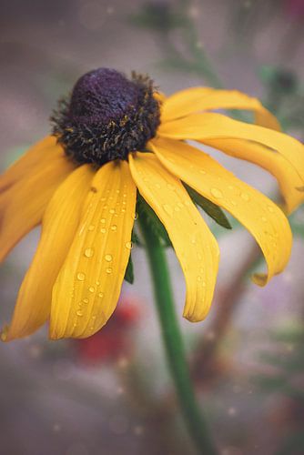 Gele zonnehoed bloem | fine art bloemen foto