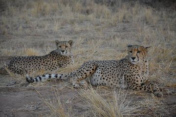 Cheetah's lying down von Belinda Buskermolen