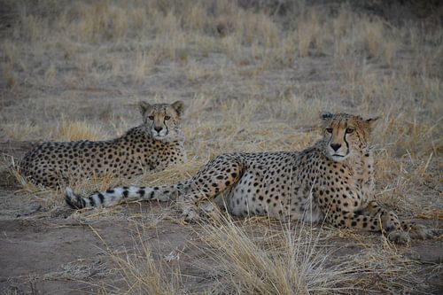 Cheetah's lying down