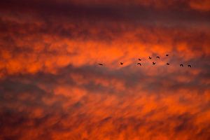 Oies au coucher du soleil
