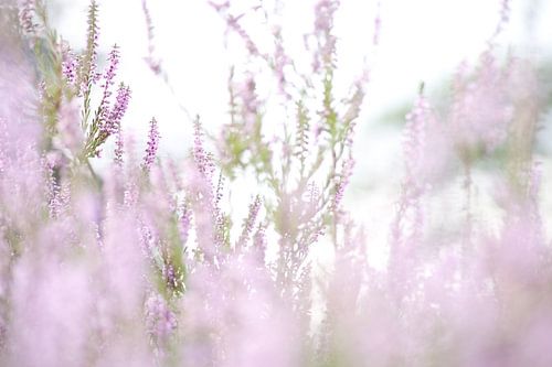 Heide, zacht roze kleur, Heideveld, 