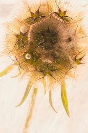 Fruit Stand Garlic in Ice 1