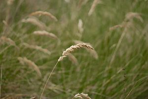 Landschap natuurgebied Zuid Kennemerland van Sander Jacobs