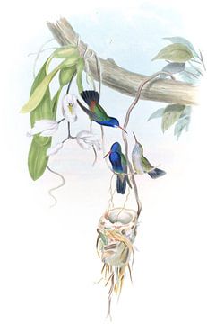 Wit-der saffier, John Gould van Hummingbirds
