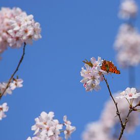 The wind of flowers by Ingrid de Vos - Boom