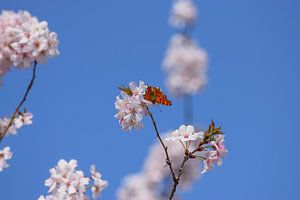 De wind van de bloemen