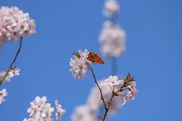 De wind van de bloemen van Ingrid de Vos - Boom