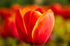 Bloom by Jessica Lau