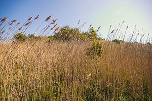 Langes Gras in den Dünen von Wouter Kouwenberg