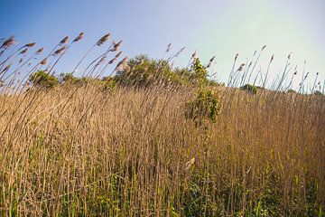 De l'herbe longue dans les dunes sur Wouter Kouwenberg