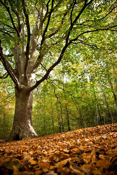 Herfst in het bos par Dennis Claessens