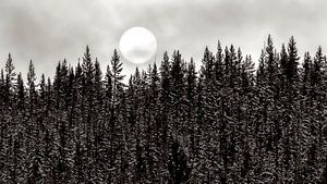 Wald mit Mond