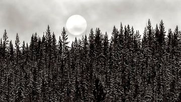Forest with moon by FRESH Fine Art