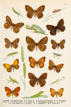 Verzameling Zandoogjes vlinders in bruin, geel en oranje tinten. van Studio Wunderkammer
