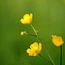 Boterbloem