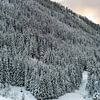 Arbres d'hiver dans les Alpes sur Xulé Bogers