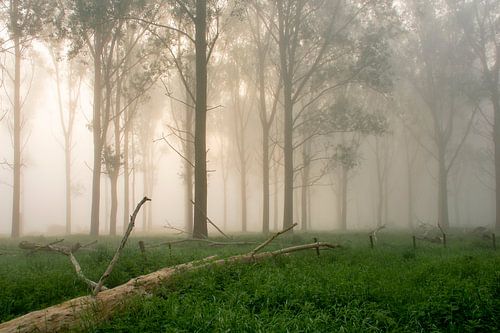 Mist in het bos