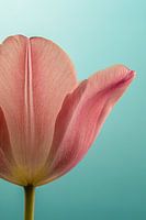 Mehr als eine halbe Tulpe
