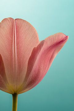 Mehr als eine halbe Tulpe von Marjolijn van den Berg