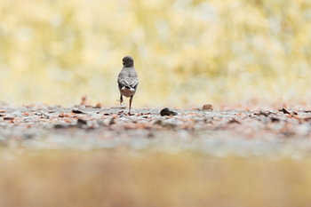 Dansende jonge vogel | Vrolijk natuurfotografie | Zuid-Kennemerland