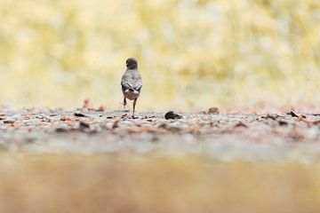 Dansende jonge vogel | Vrolijk natuurfotografie | Zuid-Kennemerland van Dylan gaat naar buiten