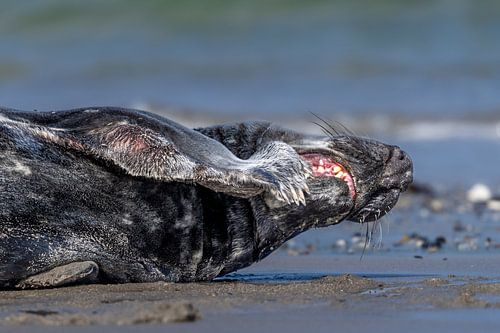 Zeehond aan het tandenpoetsen#0081