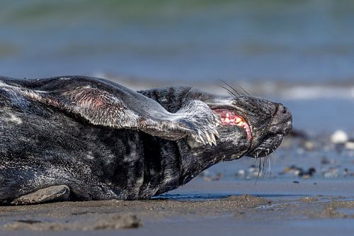 Zeehond aan het tandenpoetsen#0081