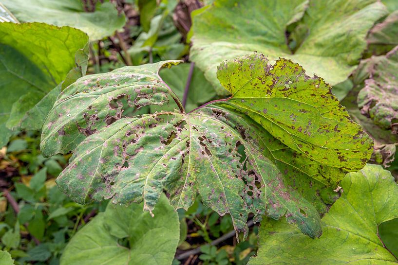 Pestwurz in der Herbstzeit von Ruud Morijn