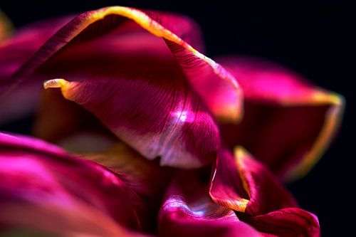 Tulp