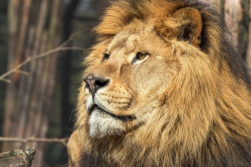 Blik van een Aziatsche leeuw