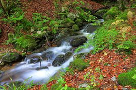 Bach im Schwarzwald von Dieter Fischer