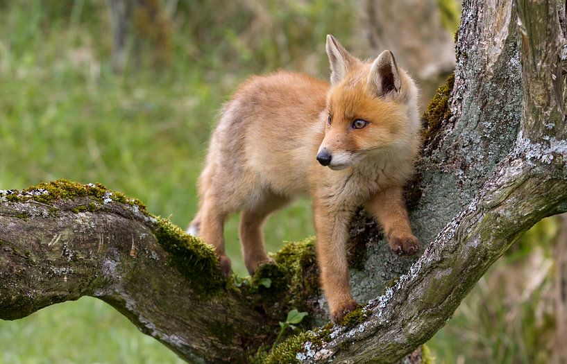 Jonge kleine vos van Menno Schaefer