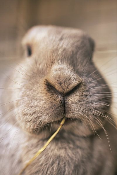 Rabbit Nose by Chris Koekenberg