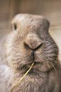 Rabbit Nose by Chris Koekenberg thumbnail