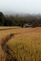 Restful rice field in Pai (Thailand)