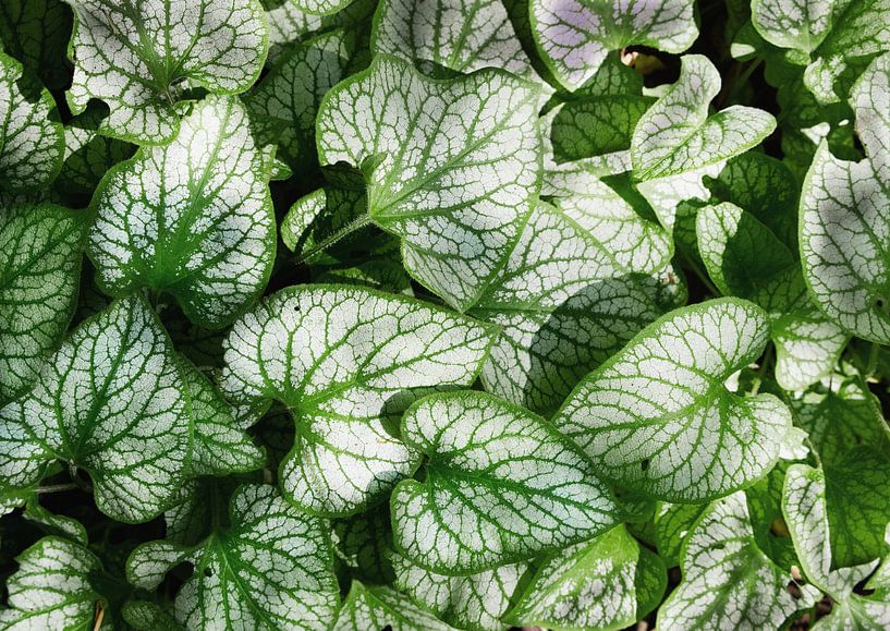 Sea of plants with large green leaves by Conpo Design
