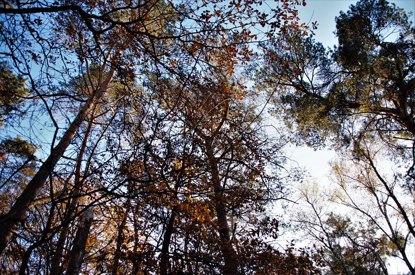 Een herfstbos in het zonlicht von DoDiLa Foto's