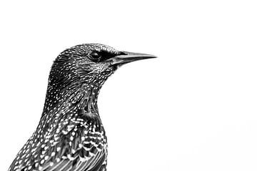 Spreeuwenportret van Danny Slijfer Natuurfotografie