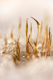 Macro of Hairmoss in the snow by Marianne van der Zee