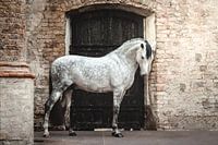Wit paard voor deur in kerk