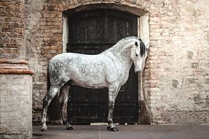 Cheval blanc devant la porte d'une église sur Shirley van Lieshout