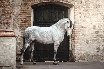 Wit paard voor deur in kerk van Shirley van Lieshout
