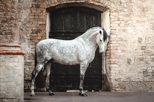 Cheval blanc devant la porte d'une église