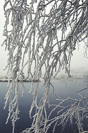 Branches with hoar frost - Shore landscape Schwackenreuter Seen - Baden Württemberg by BlattArt - Christine Horn