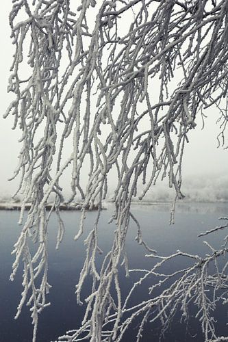 Takken met rijp - Oeverlandschap Schwackenreuter Seen - Baden Württemberg
