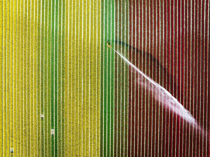 Tulips growing in a field sprayed by an agricultural sprinkler by Sjoerd van der Wal Photography