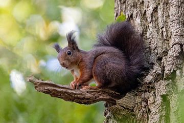 Squirrel on a branch in the forest. by Janny Beimers